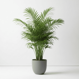 Areca Palm